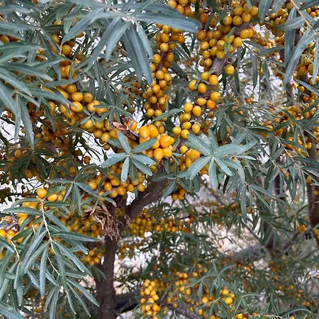 Baffi Appartement Topolniky