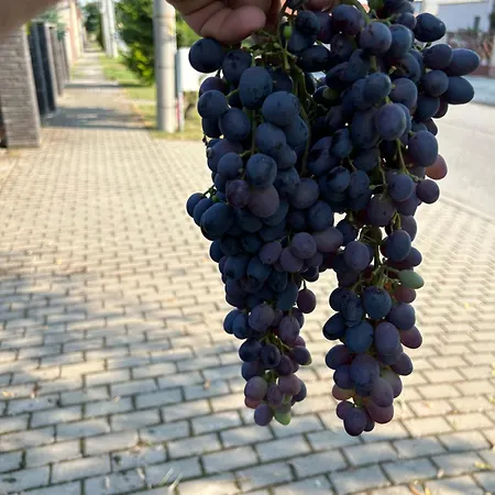 Baffi Διαμέρισμα *