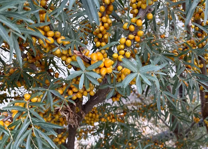 Baffi Διαμέρισμα Topolniky