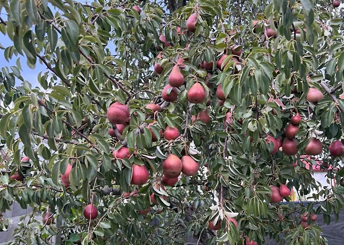 Baffi Διαμέρισμα