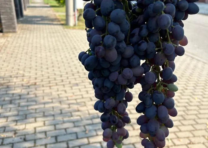 Baffi Διαμέρισμα *